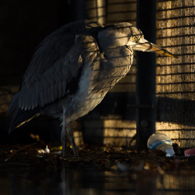 برگزیدگان جایزه عکاسی حیات وحش انگلیس در سال ۲۰۱۹ + تصاویر